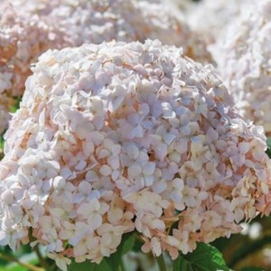 Саженец гортензии древовидной Кандибелле Маршмэллоу (Candybelle Marshmallow)