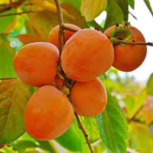 Саженец хурмы Шарон