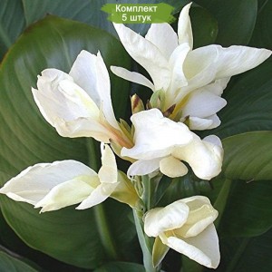 Клубни канны Эрмин -  комплект 5 шт.