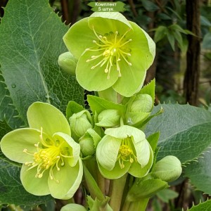 Саженцы морозника Корсиканского -  комплект 5 шт.