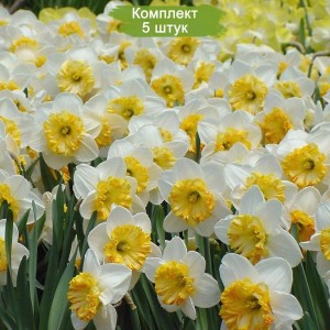Луковицы белого нарцисса Юбилей  -  комплект 5 шт.