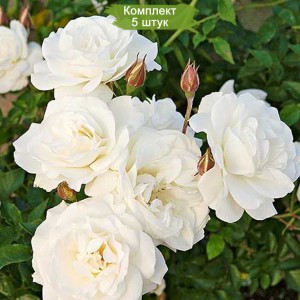 Саженцы полиантовой розы Диадэм Уайт (Diadem White) -  комплект 5 шт.