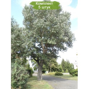 Саженцы тополя Белого (Серебристого) 100-150 см -  комплект 5 шт.