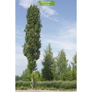 Саженцы тополя Чёрного (100-150 см) -  комплект 5 шт.