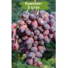 Саженцы винограда Красотка (Ранний/Фиолетовый) -  комплект 5 шт.