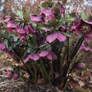 Саженец морозника Черный