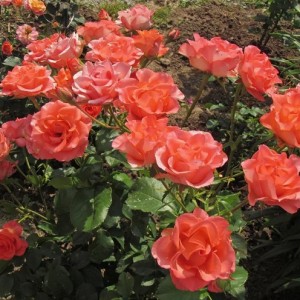 Саженец чайно-гибридной розы Роза Вау