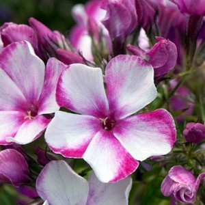 Саженец флокса Неон Флэр (Neon Flare)