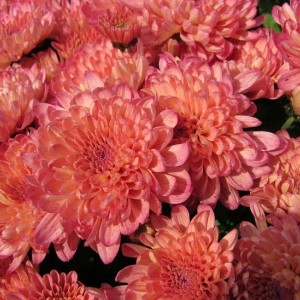 Саженец хризантемы мультифлора Абрикос (Лососевая )