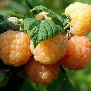 Саженец ремонтантной малины Утренняя Роса (Желтая)