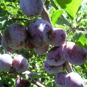 Саженец средней фиолетовой сливы Богатырской