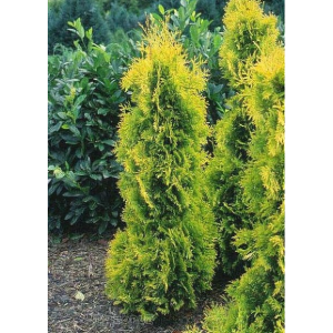 Саженец Туи шаровидной Еллоу Риббон (Yellow ribbon)