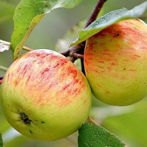 Саженец яблони Коричной полосатой