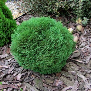 Саженец туи шаровидной карликовой Тини Тим (Tiny Tim)
