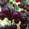 Вишня Ливенская