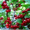 Вишня войлочная Алтана