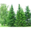 Саженец лиственницы Сибирской (20-50 см)