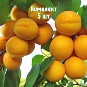 Комплект 5шт / Абрикос Уралец