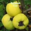 Комплект 5шт / Айва яблоковидная Враниска Дания