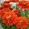 Комплект 5шт / Хризантема Аврора